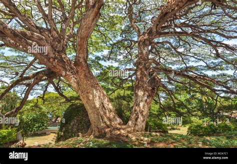 acacia tree philippines